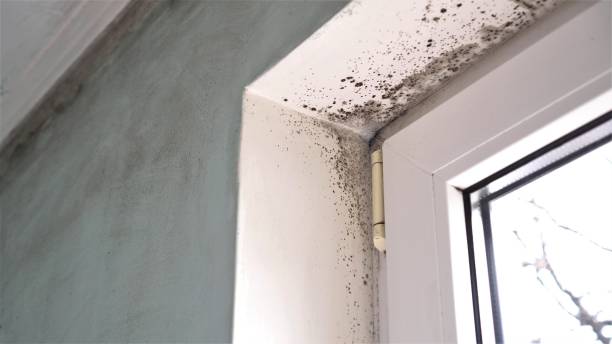 Best Basement Mold Removal  in Preston, IA