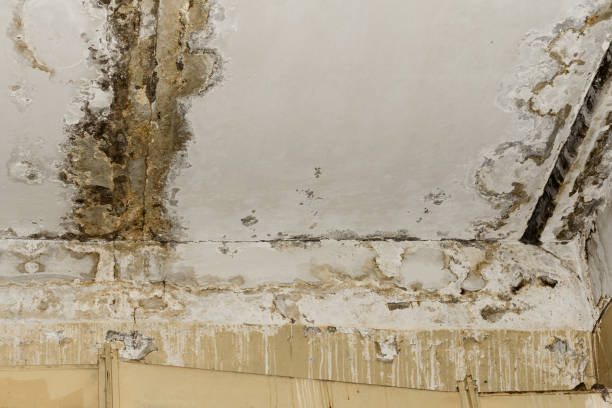 Mold Remediation for Vacation Homes in Preston, IA
