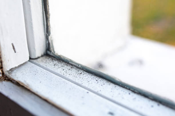 Professional Mold Removal in Preston, IA