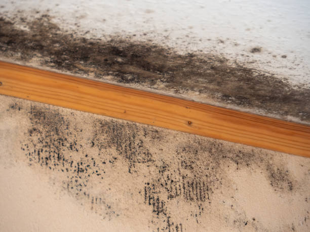 Best Mold Prevention Services  in Preston, IA