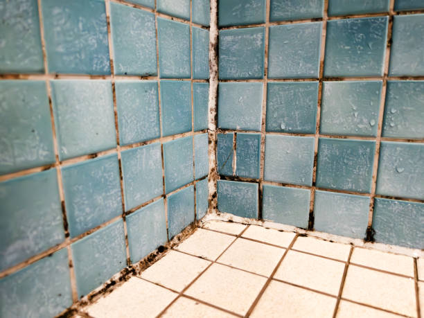 Best Crawl Space Mold Remediation  in Preston, IA
