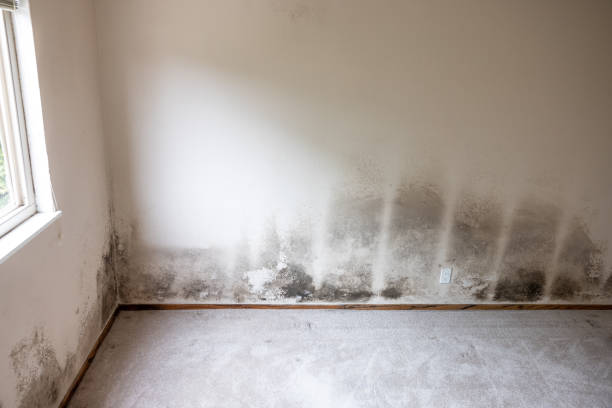Best Post-Construction Mold Inspection  in Preston, IA