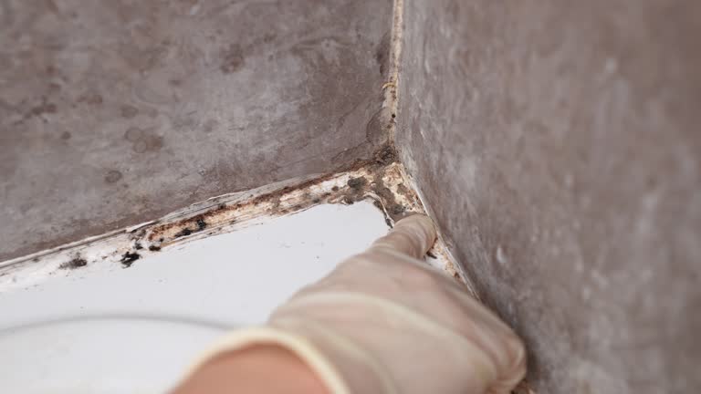 Best Emergency Mold Remediation  in Preston, IA